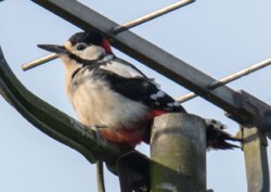 Greater spotted woodpecker.jpg