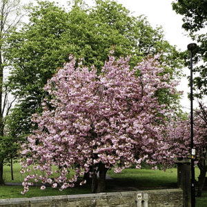 Tree in bloom at Tewit Well, Harrogate