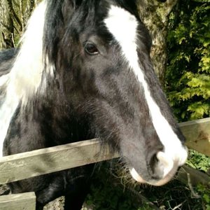 Taken on a walk in Harrogate, horse came over to say hello
