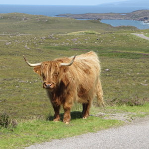 Highland cattle north of Applecross