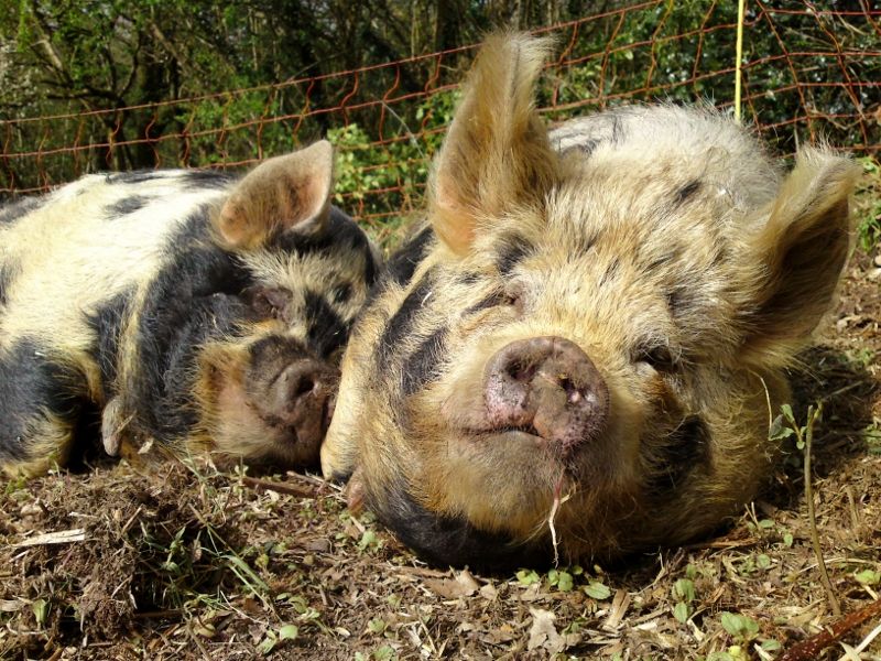 Scrumpy-pig and Brini-pig