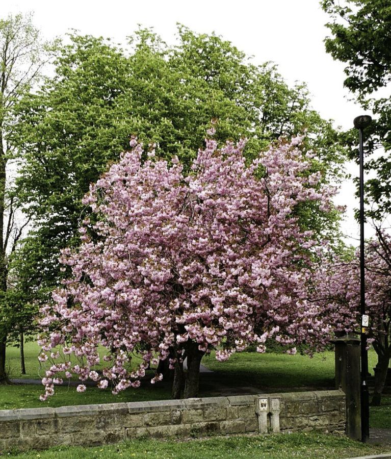 Tree in bloom at Tewit Well, Harrogate
