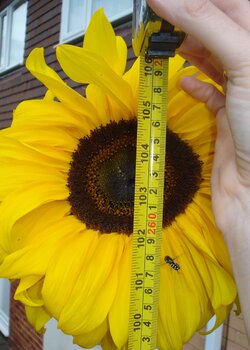 cyclechat sunflower2.JPG