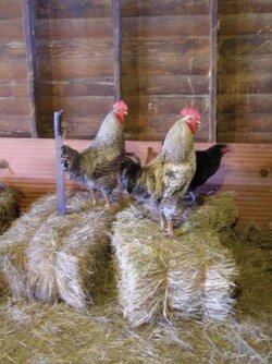 2cocks.jpg