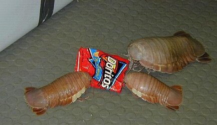 Woodlice.jpg