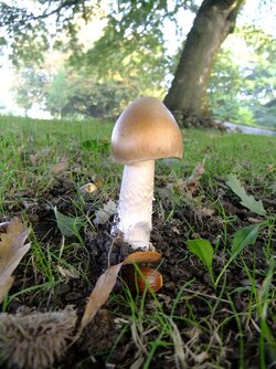 Amanita fulva.jpg