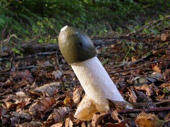 JCS Phallus impudicus 21528.jpg