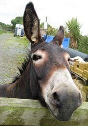 Donkey.jpg