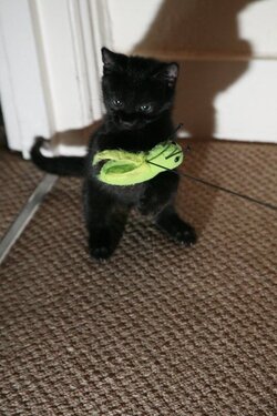 cassius.jpg cassius.jpg