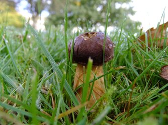 Boletus aereus.jpg