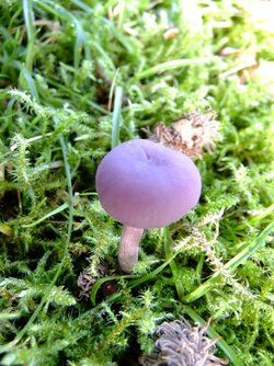 Laccaria amethystea.jpg