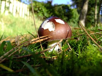 Russula sp..jpg