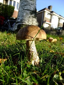 Leccinum scabrum.jpg