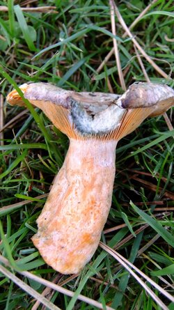 Lactarius 001.jpg