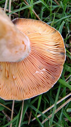 Lactarius 002.jpg