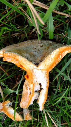 Lactarius 005.jpg