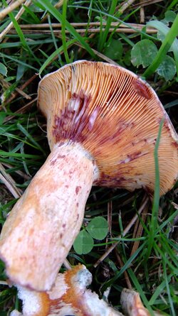 Lactarius 008.jpg