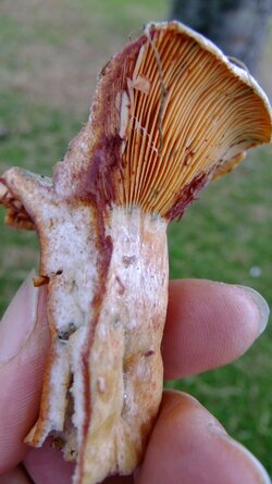 Lactarius 009.jpg