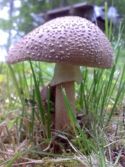 Huvila shroom #1 0808.jpg