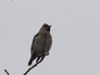 Waxwing.jpg