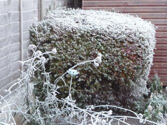 Frosty Morn 03.JPG