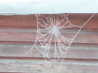 Frosty Morn 05.JPG