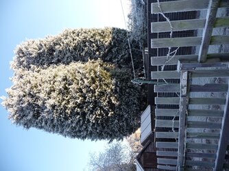 Frosty Morn 06.JPG