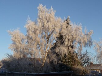 Frosty Morn 07.JPG
