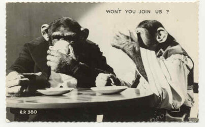 Chimps.jpg