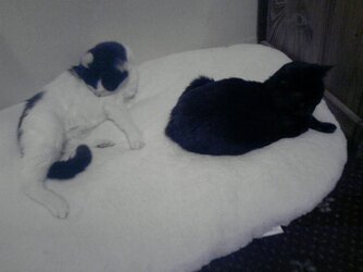 Both on new bed resized.JPG