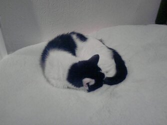 FA new cat bed resized.JPG