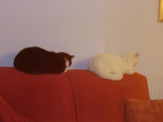 cats1.JPG