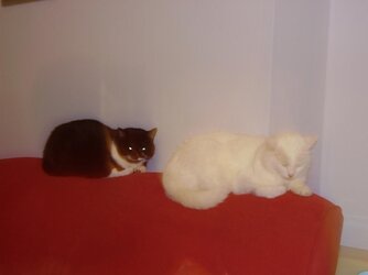 cats2.JPG