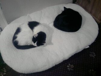 new bed 2 resized.JPG