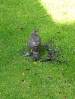 falcon.JPG