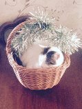 Cat in a basket.jpg