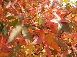 Autumn Leaves Oct 2015 008.JPG