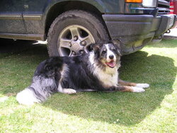 Dogs. Jack. In The Shade of S50 RAT.JPG