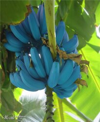 Blue Java Banana.jpg