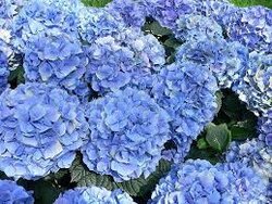 Hydrangea Blue Lacecap.jpg