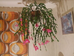 DSCF7144.JPG