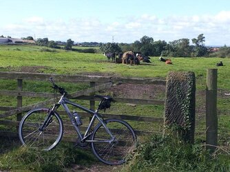 My Scott with envious cows.JPG