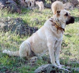 Kangal_dog_with_spikey_collar_Turkey.jpg