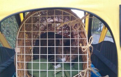 Happy cat in Trailer4.jpg