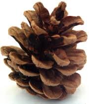 pine cone.jpg