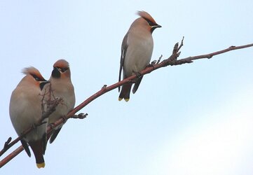 Copy of Copy of IMG_0388.JPG