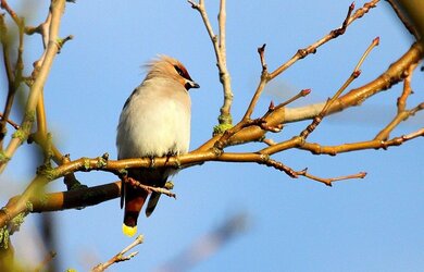 Copy of Copy of IMG_0337.JPG