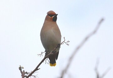 Copy of Copy of IMG_0375.JPG