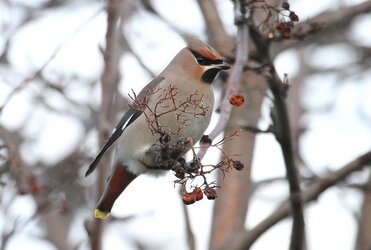 Copy of Copy of IMG_0394.JPG