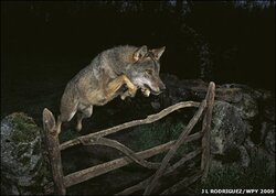_46585508_wolf.jpg